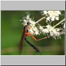 Dolichomitus messor - Schlupfwespe w02j 30mm - OS-Hellern Wiese det06.jpg